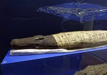 Illustration de momie de crocodile avec la radiographie / Turin