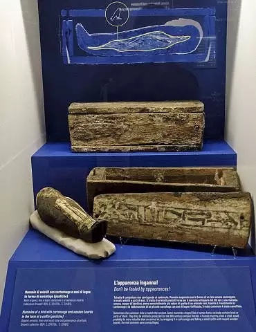 Illustration de radiographie d'un oiseau contenu dans un faux cartonnage et sarcophage de foetus humain / Turin