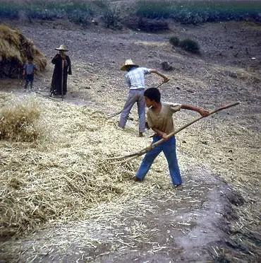 Illustration de Battage du blé