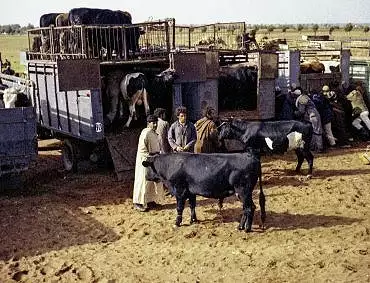 Illustration de Le bétail dans les camions