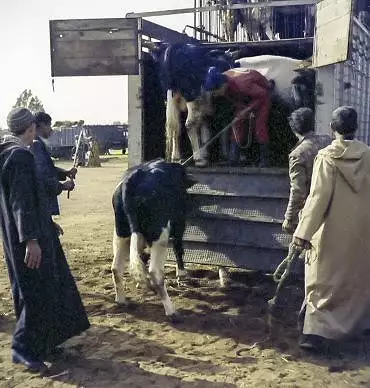 Illustration de Chargement du bétail dans le camion