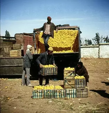 Illustration de Livraison des oranges