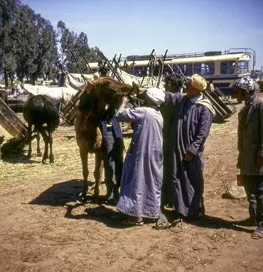 Illustration de Examen de la dentition d'un cheval