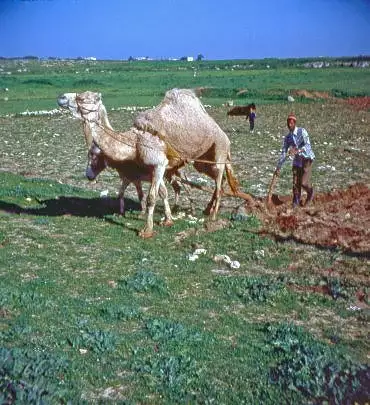 Illustration de Le labours avec attelage mixte dromadaire âne