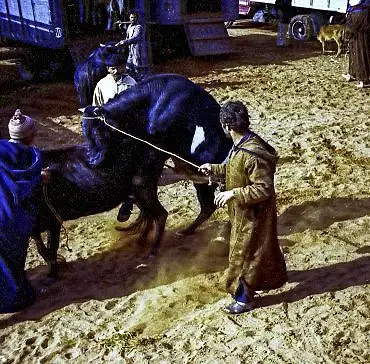 Illustration de Le taureau ensemence la vache