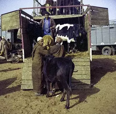 Illustration de Chargement du bétail dans le camion