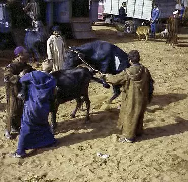 Illustration de La vache est présentée au taureau