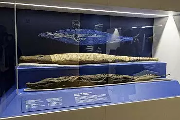 Illustration de momies de crocodiles avec la radiographie / Turin