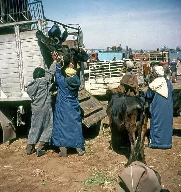 Illustration de Chargement du bétail dans le camion
