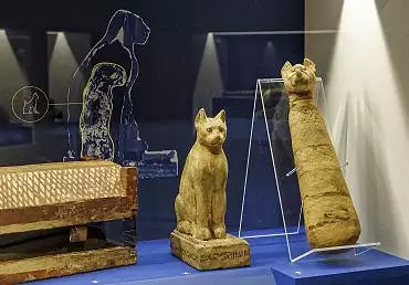 Illustration de radiographie et momies de chat / Turin