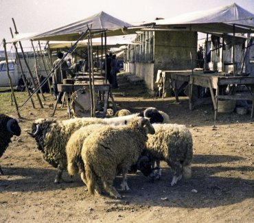 l_maroc_neg_019_dxo_l.jpg